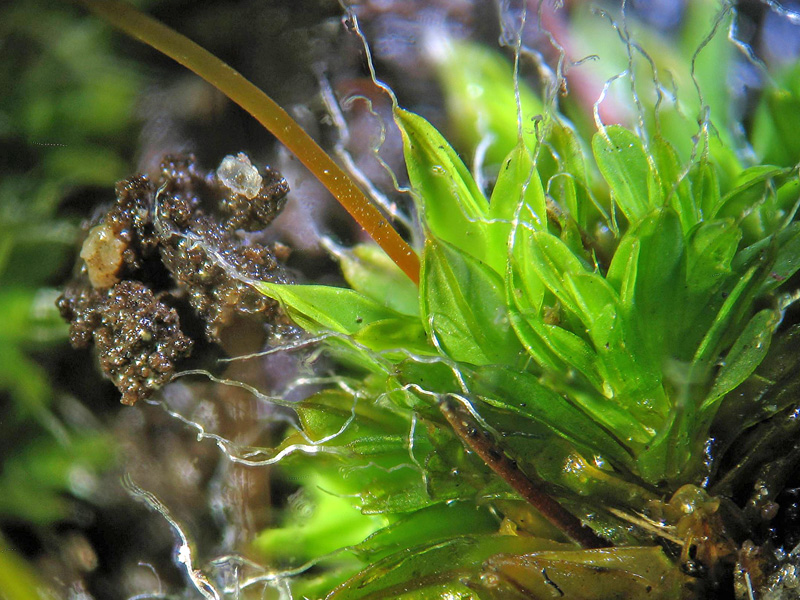 Altro sul cemento - Tortula muralis